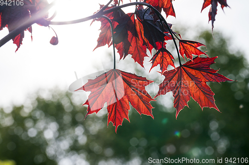 Image of Trees in spring, close-up