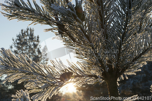 Image of Pines in the frost