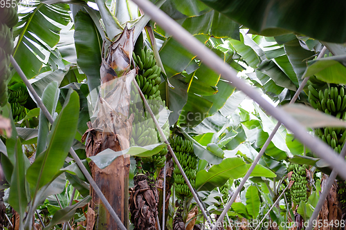 Image of banana trees on Canarian island