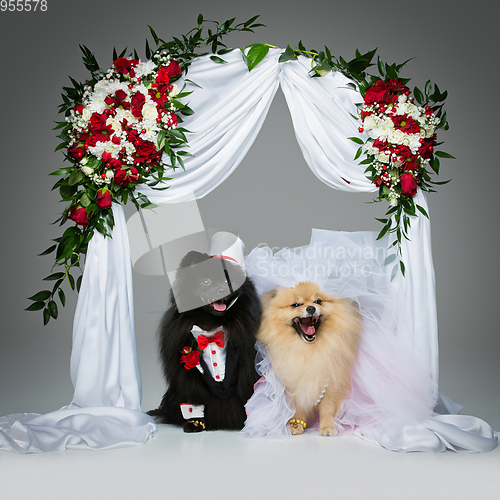 Image of dog wedding couple under flower arch