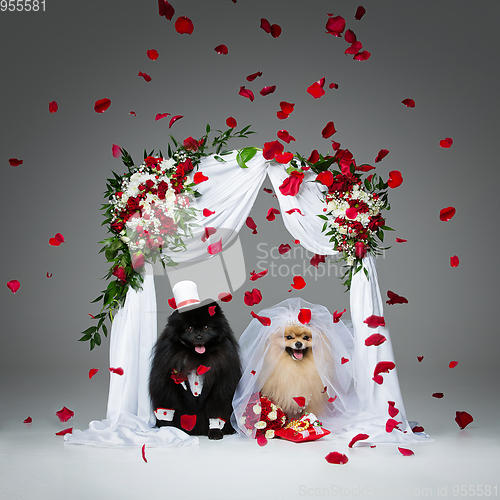 Image of dog wedding couple under flower arch