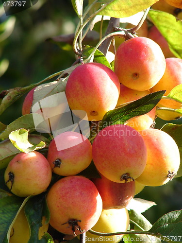 Image of Wild apples