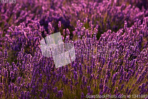 Image of Close up Bushes of lavender purple aromatic flowers