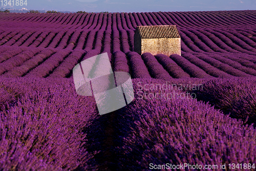 Image of stone house at lavender field