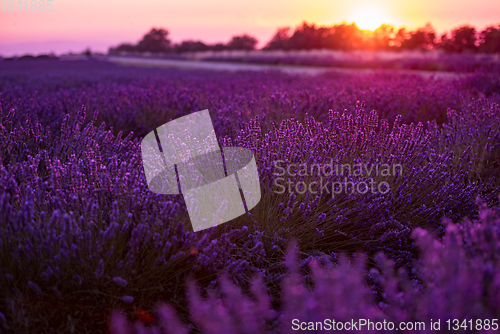 Image of colorful sunset at lavender field