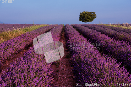 Image of lonely tree at lavender field