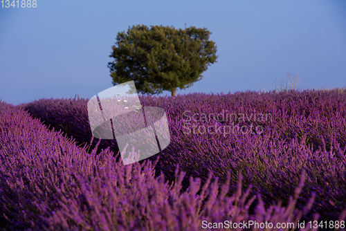 Image of lonely tree at lavender field