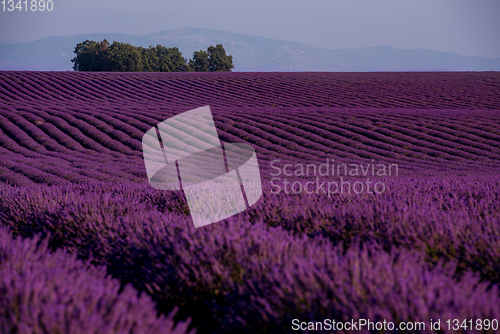 Image of stone house at lavender field