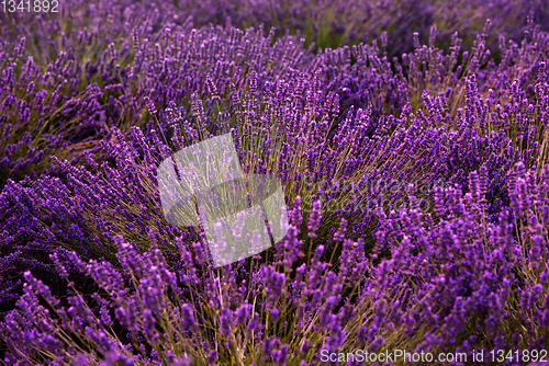 Image of Close up Bushes of lavender purple aromatic flowers