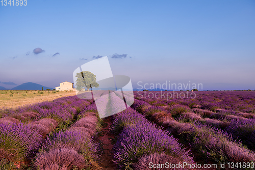 Image of old brick house and lonely tree at lavender field