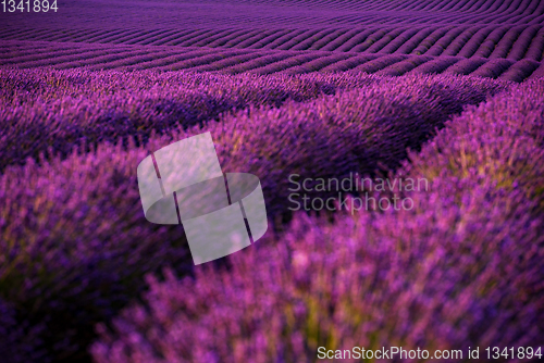 Image of lavender field france