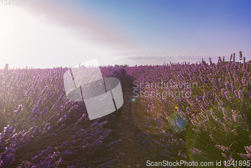 Image of colorful sunset at lavender field