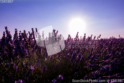 Image of Close up Bushes of lavender purple aromatic flowers