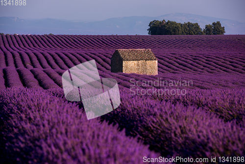 Image of stone house at lavender field