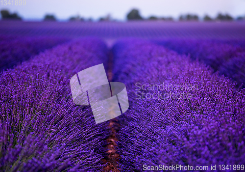 Image of lavender field france