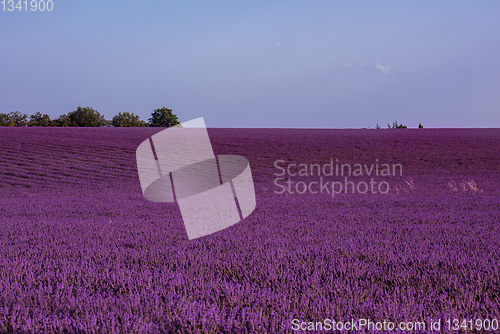 Image of lavender field france