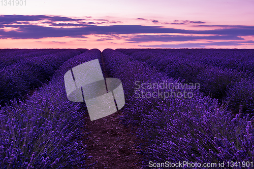 Image of colorful sunset at lavender field