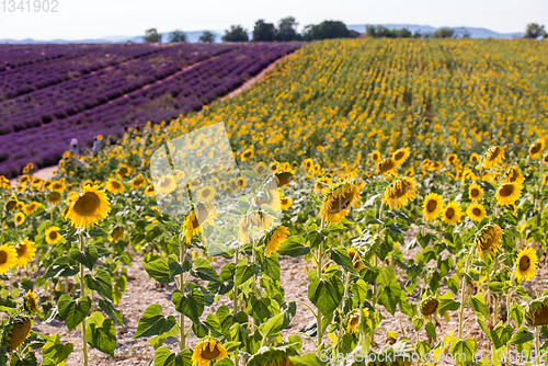 Image of lavender and sunflower field