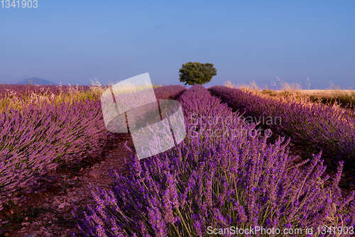 Image of lonely tree at lavender field