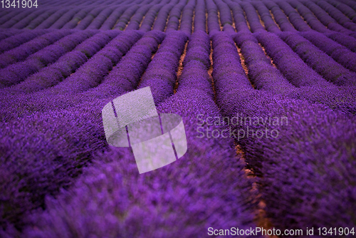 Image of lavender field france