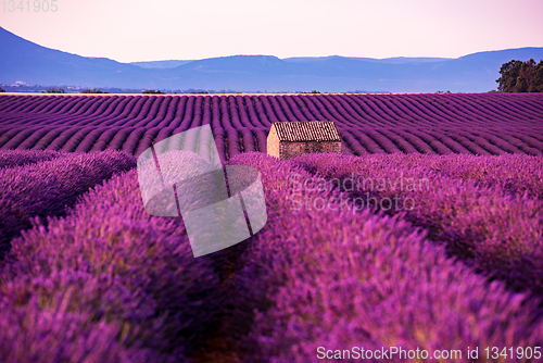 Image of stone house at lavender field