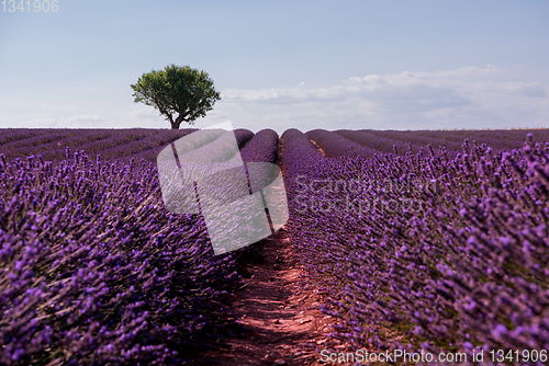 Image of lonely tree at lavender field