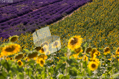 Image of lavender and sunflower field