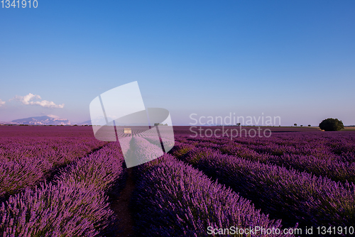 Image of stone house at lavender field