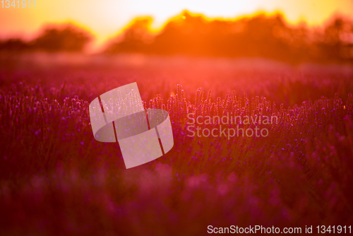 Image of colorful sunset at lavender field