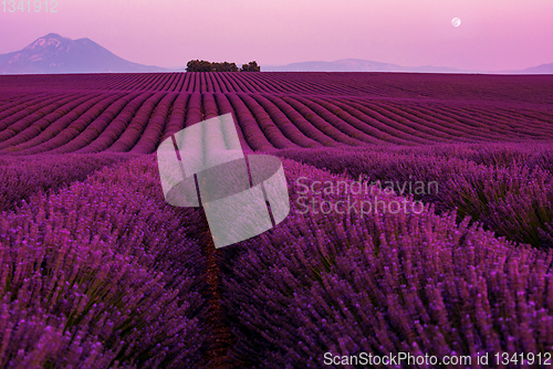 Image of moon during colorful sunset at lavender field