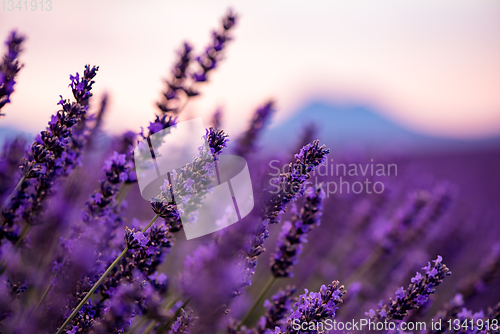 Image of Close up Bushes of lavender purple aromatic flowers