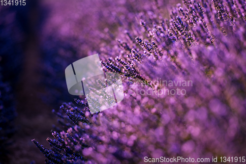 Image of Close up Bushes of lavender purple aromatic flowers