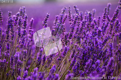 Image of Close up Bushes of lavender purple aromatic flowers