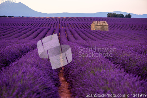 Image of stone house at lavender field