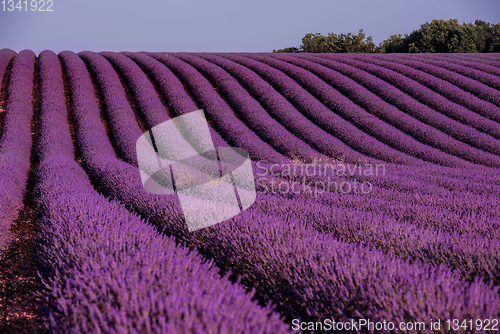 Image of lavender field france