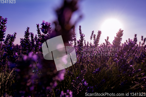 Image of Close up Bushes of lavender purple aromatic flowers