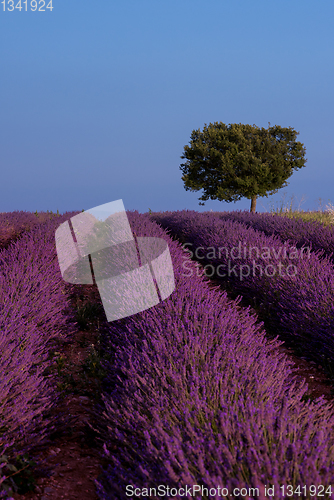 Image of lonely tree at lavender field