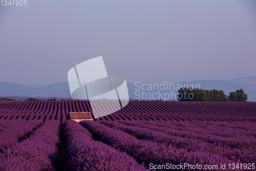 Image of stone house at lavender field