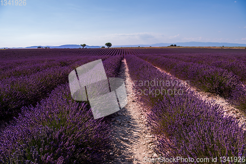 Image of lavender field france