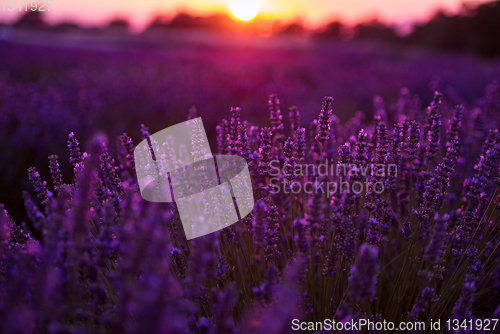 Image of colorful sunset at lavender field