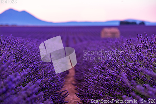 Image of stone house at lavender field