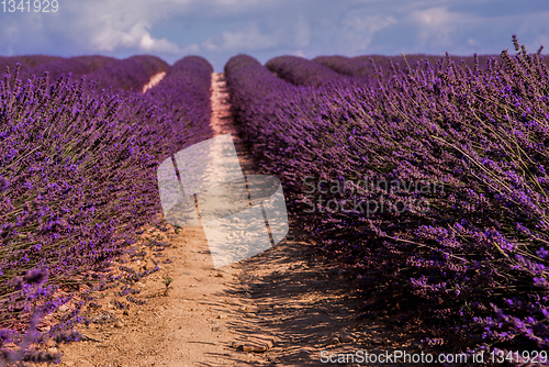 Image of lavender field france