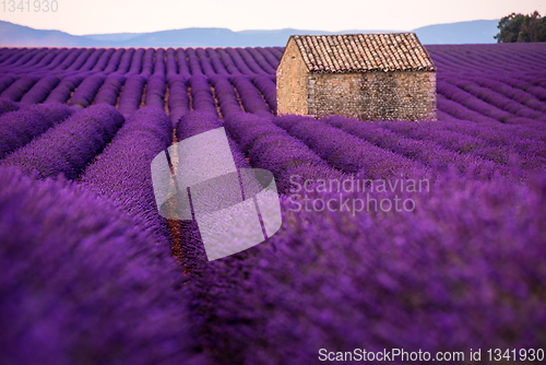 Image of stone house at lavender field