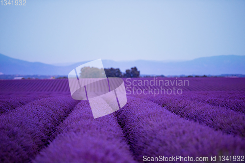 Image of lavender field france