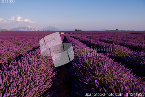 Image of stone house at lavender field