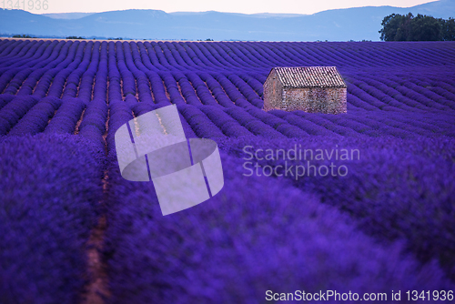 Image of stone house at lavender field