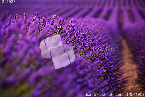 Image of Close up Bushes of lavender purple aromatic flowers