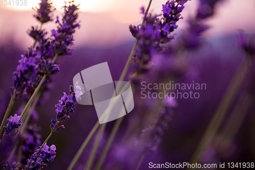 Image of Close up Bushes of lavender purple aromatic flowers