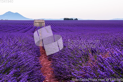 Image of lavender field france