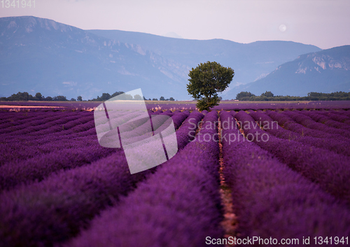 Image of the moon above lonely tree at lavender field